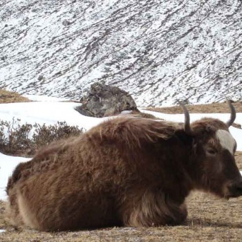 Yak sleep snow land at Gorakshep